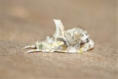 Glaphyria basiflavalis