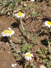 Anthemis tomentosa