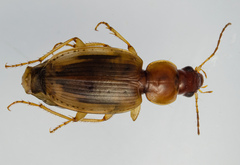 Tanystoma maculicolle
