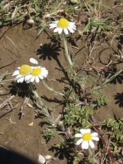 Anthemis tomentosa
