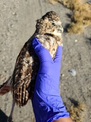 Athene cunicularia hypugaea