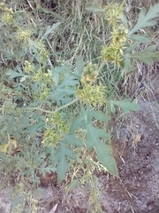 Ambrosia acanthicarpa