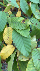 Carpinus