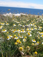 Anthemis tomentosa