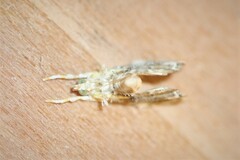 Glaphyria basiflavalis