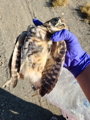 Athene cunicularia hypugaea