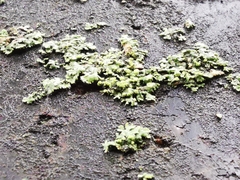Fungi
