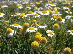 Anthemis tomentosa