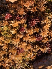 Sphagnum palustre