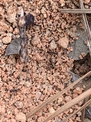 Pheidole obscurithorax