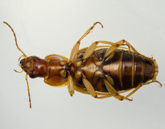 Tanystoma maculicolle