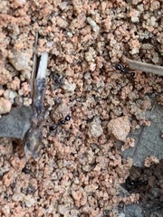 Pheidole obscurithorax