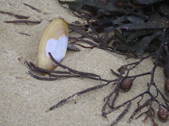 Hiatula nitida