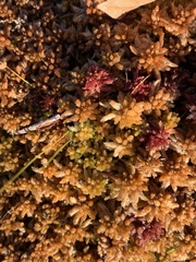 Sphagnum palustre
