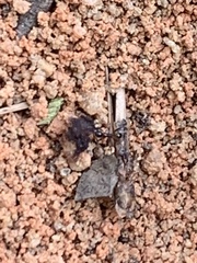 Pheidole obscurithorax