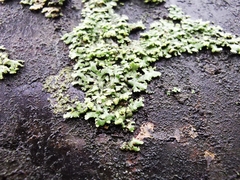 Fungi