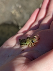 Gomphidae