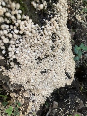 Coprinellus disseminatus