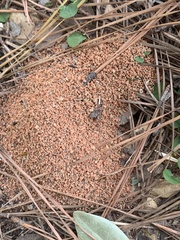 Pheidole obscurithorax