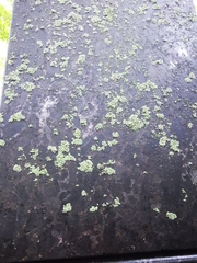 Fungi
