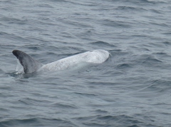 Grampus griseus