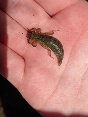 Gomphidae