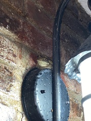 Trachycephalus vermiculatus