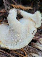 Albatrellus