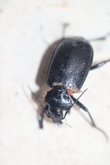 Calosoma marginale