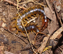 Ethmostigmus rubripes