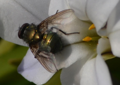 Eudasyphora cyanella