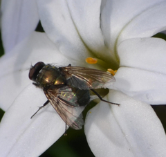 Eudasyphora cyanella