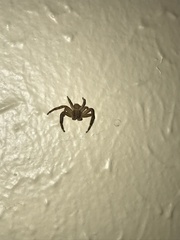 Xysticus texanus
