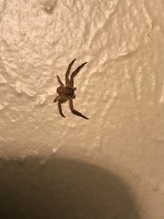 Xysticus texanus
