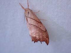 Drepana bilineata