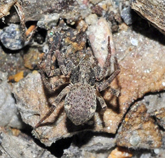 Pulchellodromus bistigma