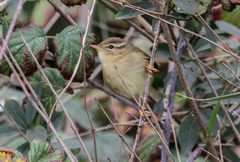 Phylloscopus schwarzi