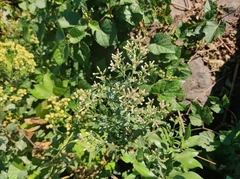 Baccharis halimifolia