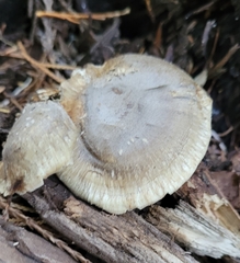 Albatrellus