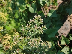 Baccharis halimifolia