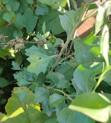 Baccharis halimifolia