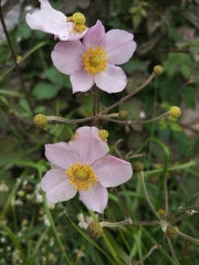 Eriocapitella hupehensis