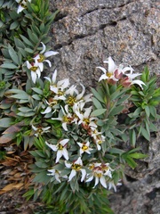 Glossopetalon pungens