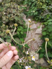 Eriocapitella hupehensis