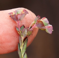 Euphorbia genistoides