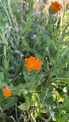 Calendula arvensis