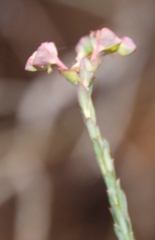 Euphorbia genistoides
