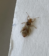 Thaumastocoris peregrinus