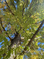 Fraxinus pennsylvanica