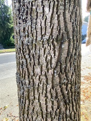 Fraxinus pennsylvanica